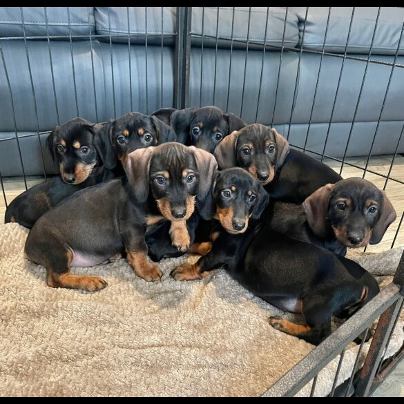 Dachshund (Wire Haired)