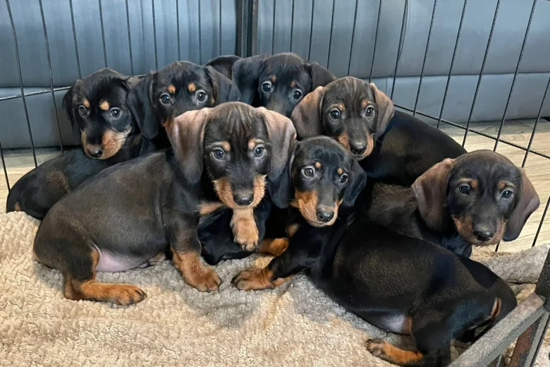 Dachshund (Wire Haired)
