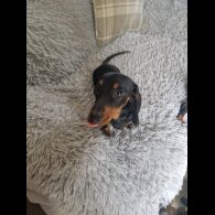 Dachshund (Smooth Haired)