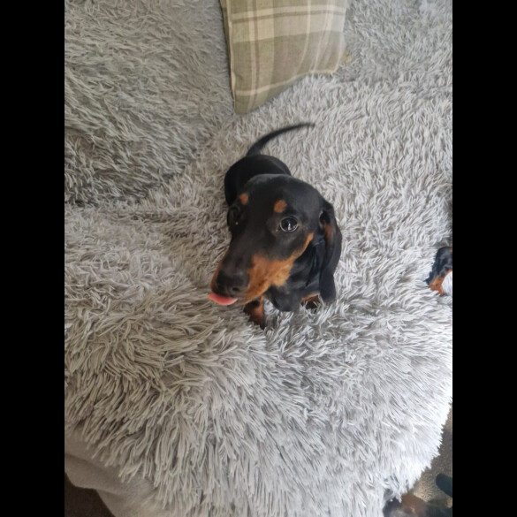 Dachshund (Smooth Haired)