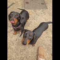 Dachshund (Smooth Haired)