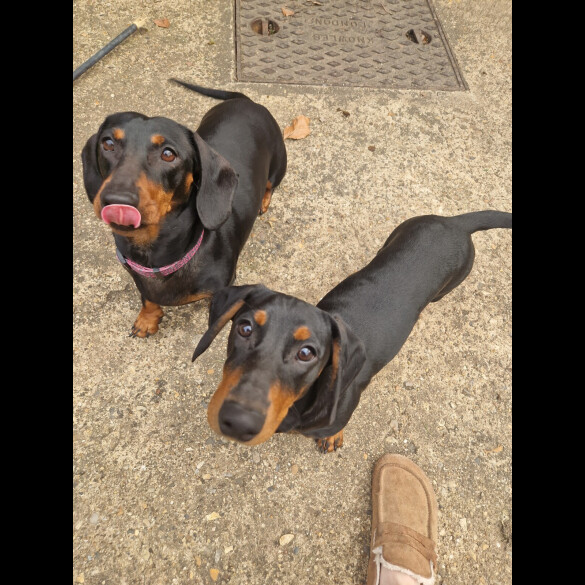 Dachshund (Smooth Haired)