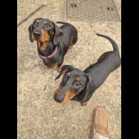 Dachshund (Smooth Haired)