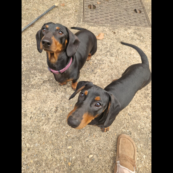 Dachshund (Smooth Haired)