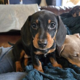 Dachshund (Smooth Haired)
