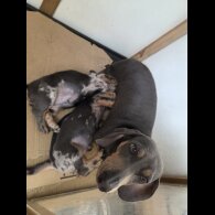 Dachshund (Smooth Haired)