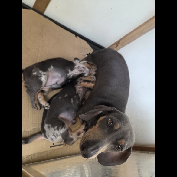 Dachshund (Smooth Haired)