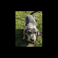 Dachshund (Smooth Haired)