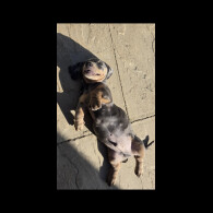 Dachshund (Smooth Haired)