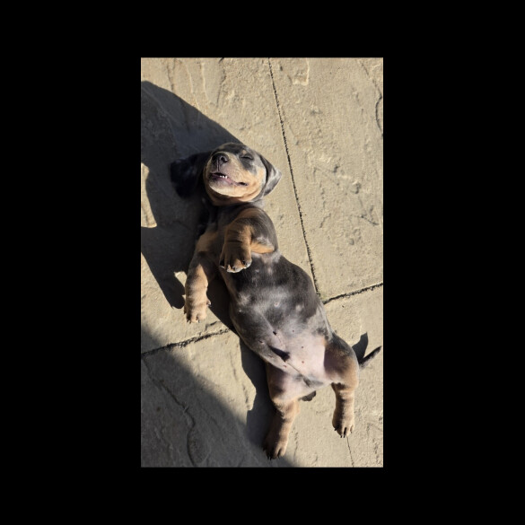 Dachshund (Smooth Haired)