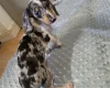 Dachshund (Smooth Haired)