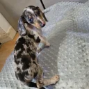 Dachshund (Smooth Haired)