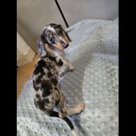 Dachshund (Smooth Haired)