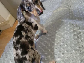 Dachshund (Smooth Haired)