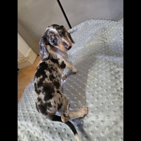 Dachshund (Smooth Haired)