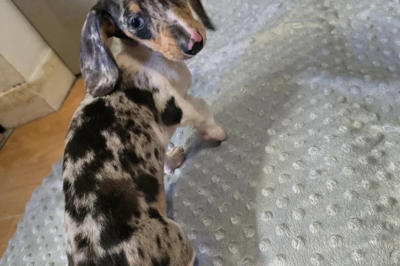 Dachshund (Smooth Haired)