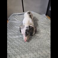 Dachshund (Smooth Haired)