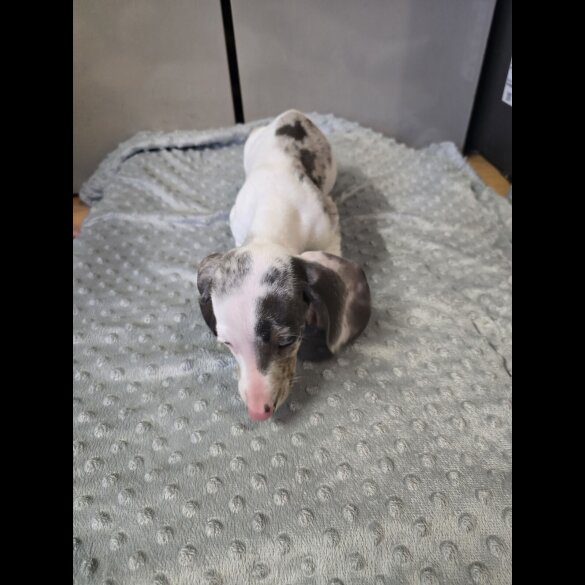 Dachshund (Smooth Haired)