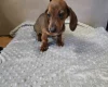 Dachshund (Smooth Haired)