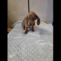 Dachshund (Smooth Haired)