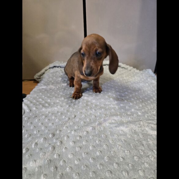 Dachshund (Smooth Haired)