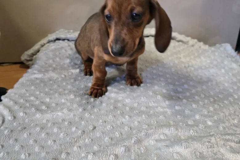 Dachshund (Smooth Haired)