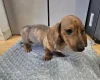Dachshund (Smooth Haired)