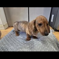 Dachshund (Smooth Haired)