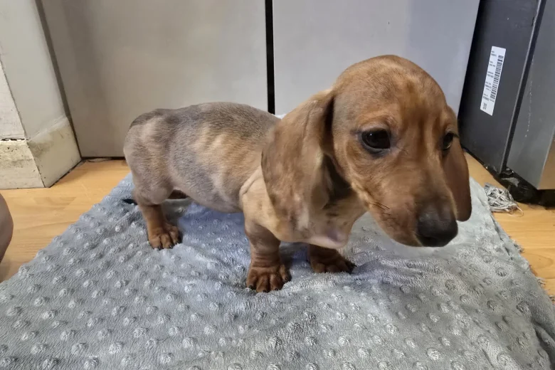 Dachshund (Smooth Haired)