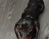 Dachshund (Smooth Haired)