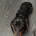 Dachshund (Smooth Haired)