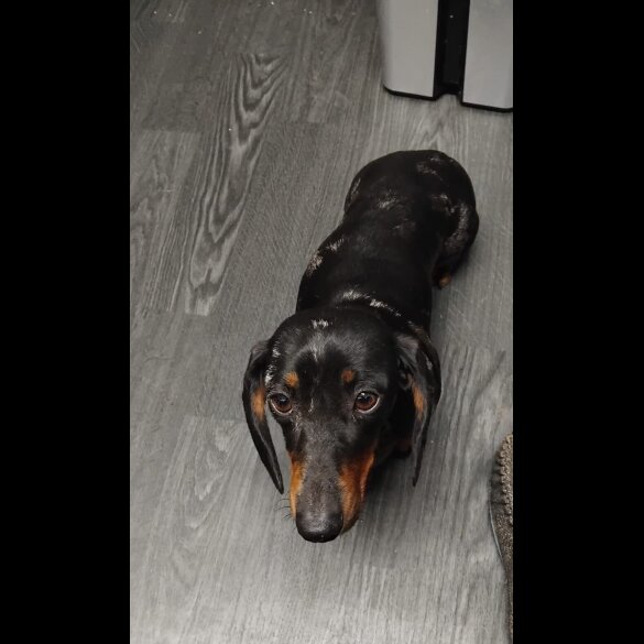 Dachshund (Smooth Haired)