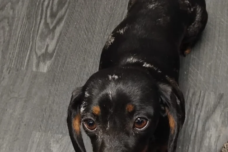 Dachshund (Smooth Haired)