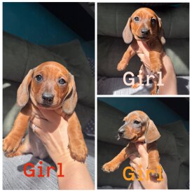 Dachshund (Smooth Haired)