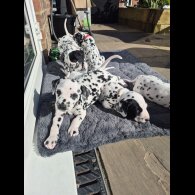 Dalmatian