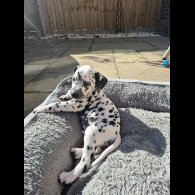 Dalmatian