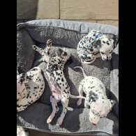 Dalmatian