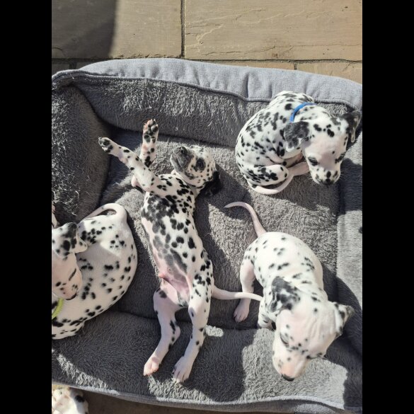 Dalmatian