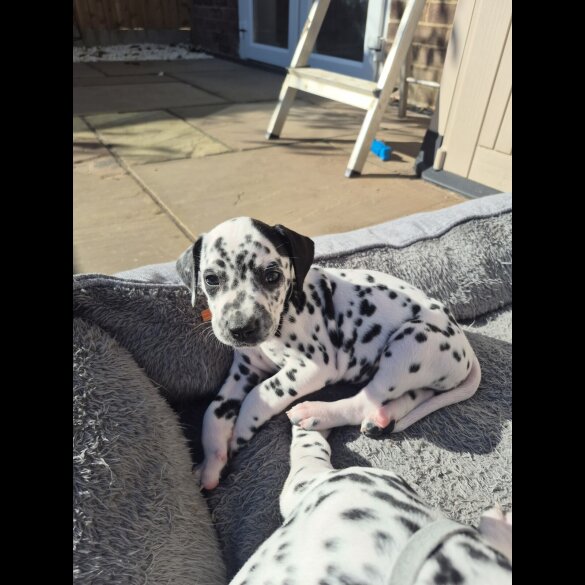 Dalmatian