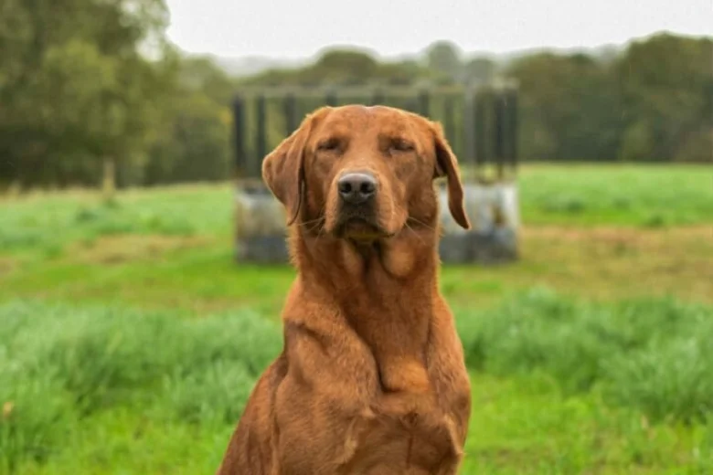 Labrador Retriever