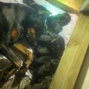 Doberman