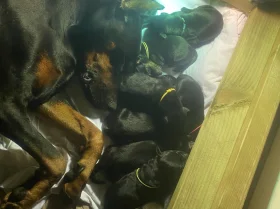 Doberman