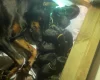 Doberman