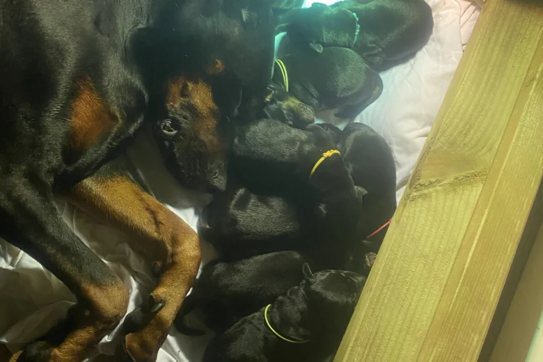 Doberman