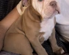 Dorset Olde Tyme Bulldogge
