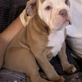 Dorset Olde Tyme Bulldogge