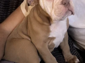 Dorset Olde Tyme Bulldogge