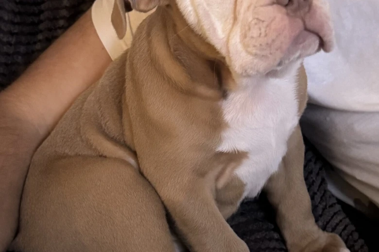 Dorset Olde Tyme Bulldogge