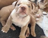 Dorset Olde Tyme Bulldogge