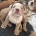 Dorset Olde Tyme Bulldogge